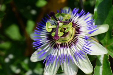 Passiflora çiçeğine yakın, yaz konsepti. 