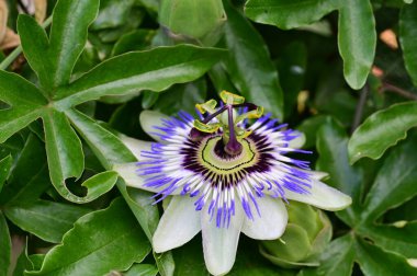 Passiflora çiçeğine yakın, yaz konsepti. 