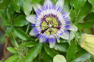 Passiflora çiçeğine yakın, yaz konsepti. 