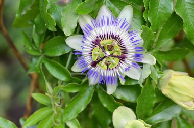 Passiflora çiçeğine yakın, yaz konsepti. 