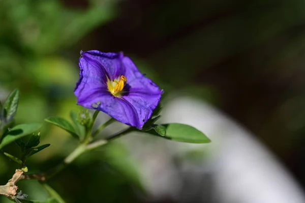 Gros Plan Fleurs Violettes Dans Jardin — Photo