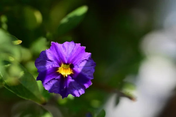花园里的紫色花的特写 — 图库照片