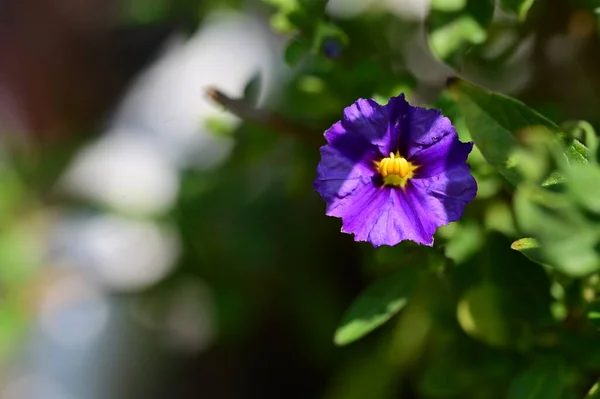Close Purple Flowers Garden — Stock Photo, Image