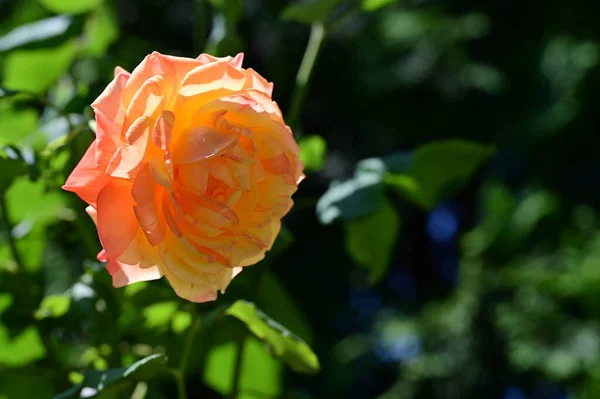 Hermosa Rosa Jardín Fondo Floral — Foto de Stock