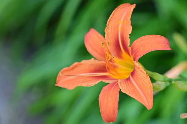 Gyönyörű Narancs Liliom Virágok Virágos Koncepció Háttér — Stock Fotó