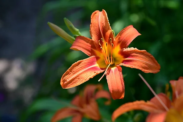 Vacker Orange Lilja Blommor Blommigt Koncept Bakgrund — Stockfoto