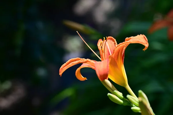 美丽的橙色百合花 花卉概念背景 — 图库照片