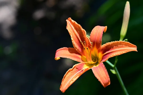 Güzel Turuncu Zambak Çiçekleri Çiçek Konsepti — Stok fotoğraf