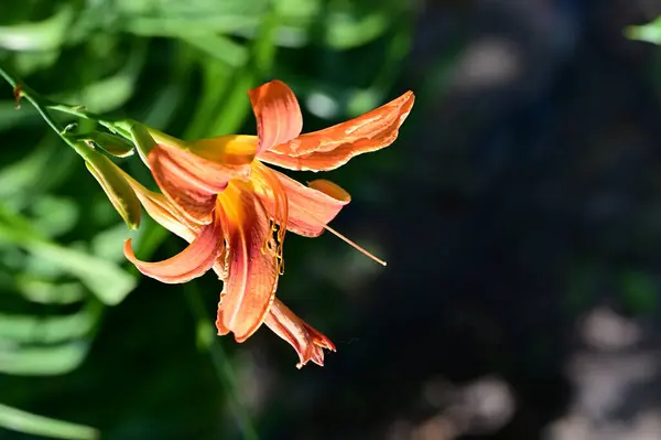 Belles Fleurs Lys Orange Fond Concept Floral — Photo