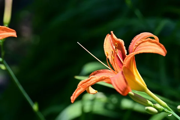 Piękne Pomarańczowe Lilie Kwiaty Kwiatowe Pojęcie Tła — Zdjęcie stockowe