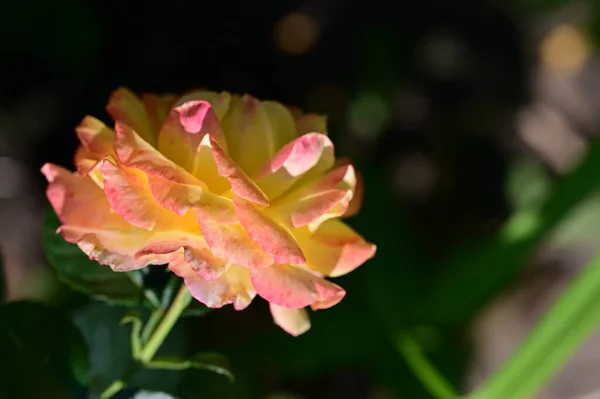 Linda Rosa Flor Crescendo Jardim — Fotografia de Stock