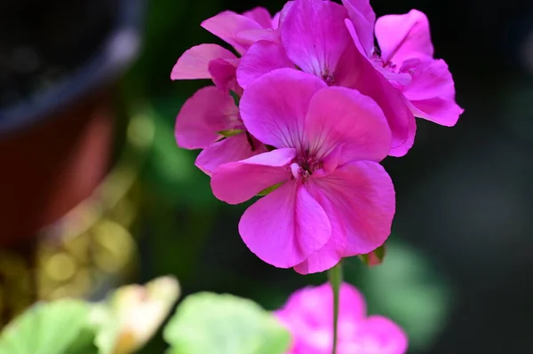 Erstaunliche Rosa Blüten Garten — Stockfoto