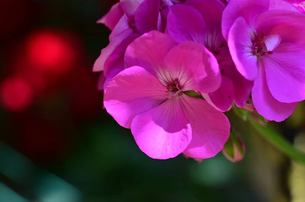 Fleurs Roses Étonnantes Dans Jardin — Photo