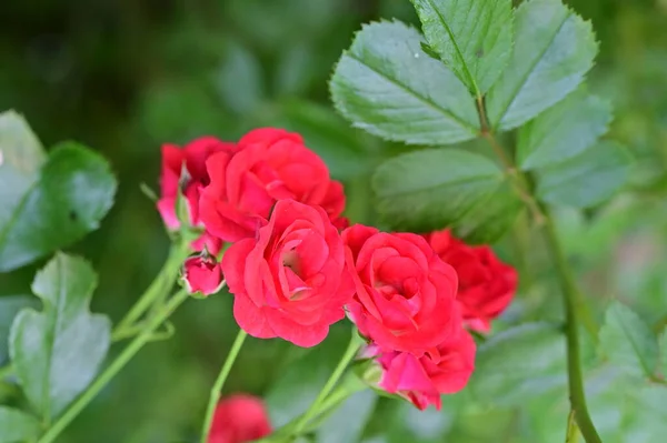 Flores Rosas Incríveis Jardim — Fotografia de Stock