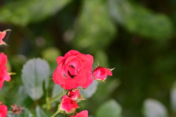 Csodálatos Rózsaszín Virágok Kertben — Stock Fotó