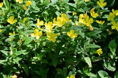 Bahçedeki güzel çiçekler 