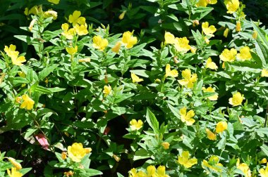 Bahçedeki güzel çiçekler 