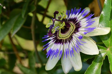 Passiflora çiçeğine yakın, yaz konsepti. 