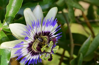 Güzel çiçek bahçede büyüyen 