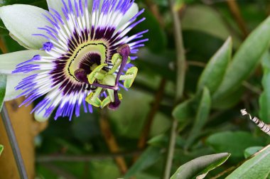 Passiflora çiçeğine yakın, yaz konsepti. 