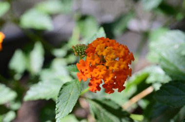 Güzel portakal çiçekleri, çiçek konsepti 