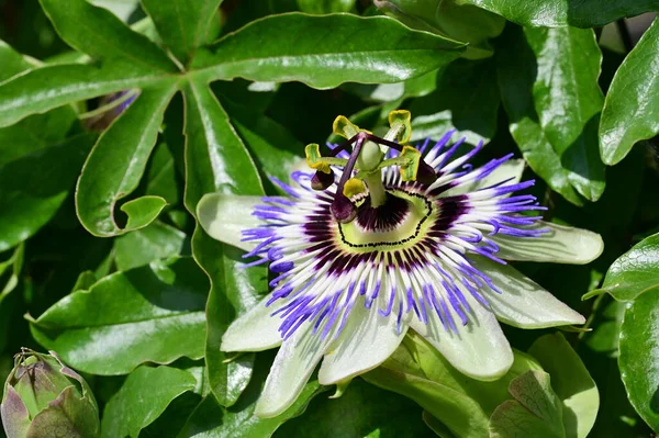 stock image close up of passiflora flower, summer concept 