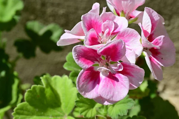 Niesamowite Różowe Kwiaty Ogrodzie — Zdjęcie stockowe