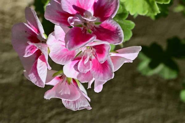 Increíbles Flores Rosadas Jardín —  Fotos de Stock