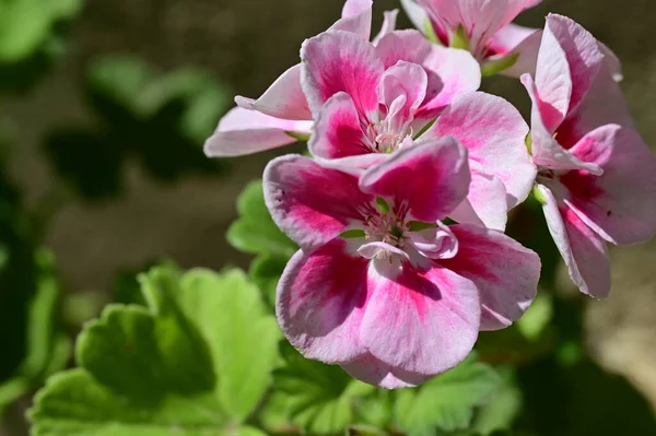 stock image amazing pink flowers in the garden 