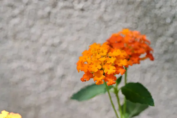Piękne Pomarańczowe Kwiaty Kwiatowe Pojęcie Tła — Zdjęcie stockowe