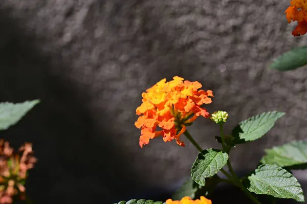 Piękne Pomarańczowe Kwiaty Kwiatowe Pojęcie Tła — Zdjęcie stockowe