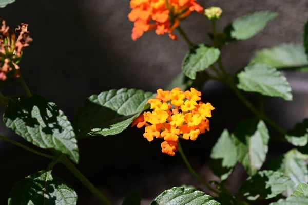 Hermosas Flores Color Naranja Fondo Concepto Floral — Foto de Stock