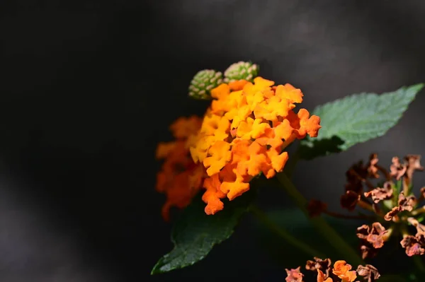 Hermosas Flores Color Naranja Fondo Concepto Floral — Foto de Stock