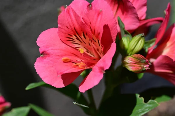 花园里令人惊叹的粉红色花朵 — 图库照片