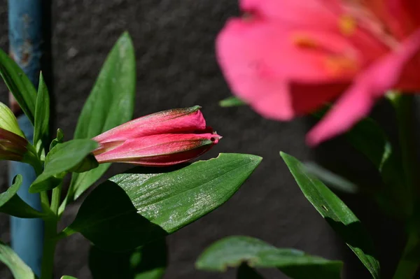 stock image amazing pink flowers in the garden 