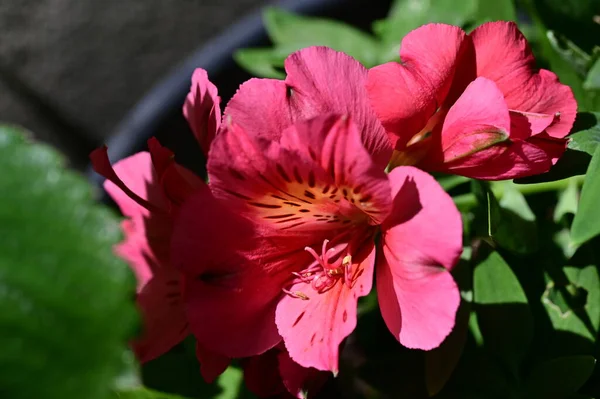 Fantastiska Rosa Blommor Trädgården — Stockfoto