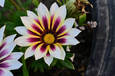 Güzel çiçek bahçede büyüyen 