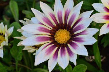 Güzel çiçek bahçede büyüyen 