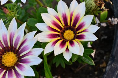 Bahçedeki güzel çiçekler 