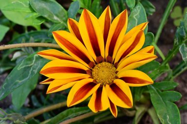 Güzel portakal çiçekleri, çiçek konsepti 