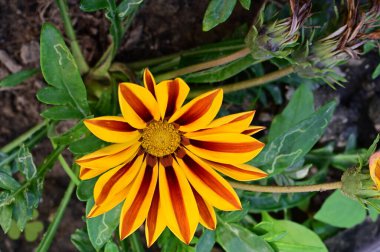 Güzel portakal çiçekleri, çiçek konsepti 