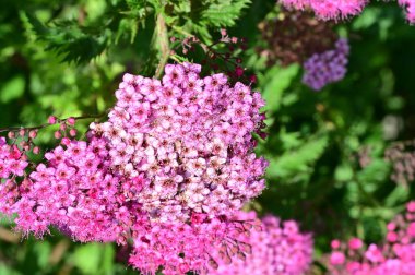Bahçedeki harika pembe çiçekler 