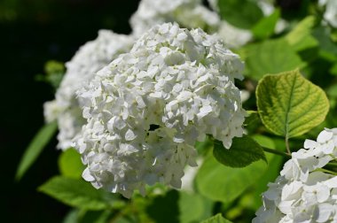 Bahçedeki ortancanın beyaz çiçeği. 