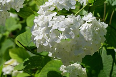 Bahçedeki ortancanın beyaz çiçeği. 