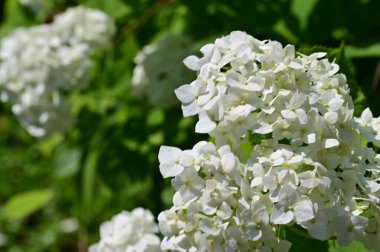 Bahçedeki ortancanın beyaz çiçeği. 