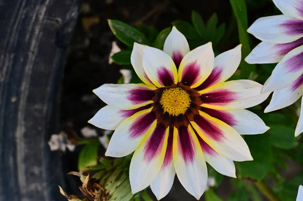 stock image beautiful flower growing  in the garden 