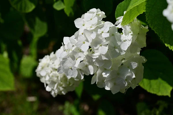 white flower of the hydrangea in the garden