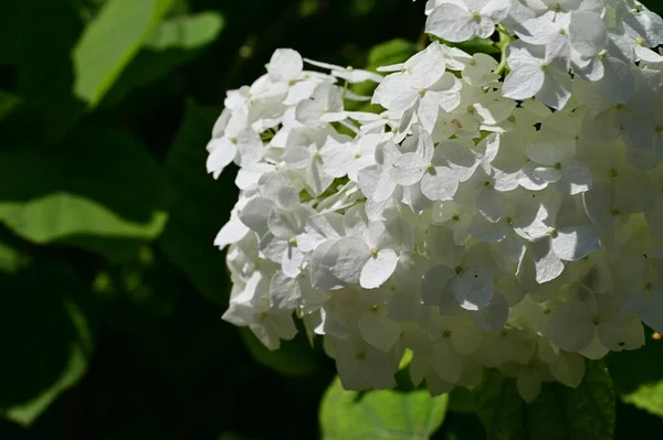 white flower of the hydrangea in the garden