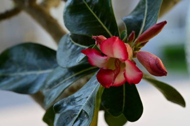 Güzel pembe açan bahar çiçekleri açık havada 