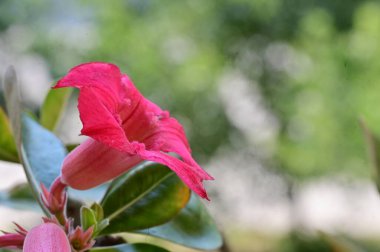 Bahçedeki güzel çiçek 